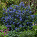 Ceanothus Pugets Blue Plant (2L Pot)