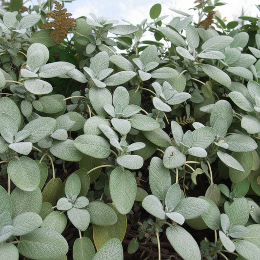 Sage 'Berggarten' & 'Growers Friend' – Culinary Sage Mix (Set of 3 or 6)