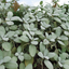 Set of 3 or 6 Large Herb Plants - Sage Grower’s Mix, Ready to Plant in Your Garden, 1L