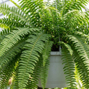 Boston Fern Nephrolepis Exaltata Plant (3L Pot)