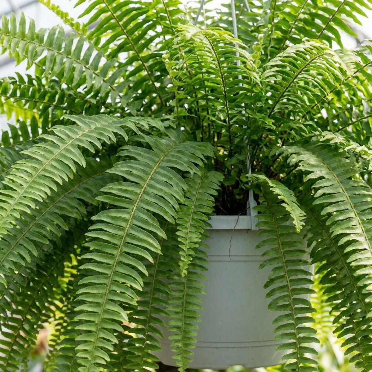Boston fern in a white hanging pot, long arching fresh green fronds cascading on all sides