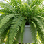 1 Boston Fern Nephrolepis Exaltata, Pet Safe Live Indoor Hanging Houseplant, 3 Litre Root Ball