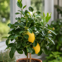 5Ltr Meyer Lemon Citrus Tree, Nursery Pots, Fruiting
