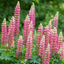 1 Large Plant - Lupin Legendary Rose Shades, Outdoor Garden Ready, 2L Rootball
