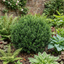 1 Euonymus Microphyllus Evergreen Hedge Plant, Hardy Low Maintenance Garden Shrub, 17cm Root-Ball