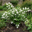 1 Philadelphus Virginal Mock Orange Plant, Fragrant White Flowering Shrub, 2L Root-Ball