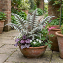 Japanese Painted Fern Athyrium Pewter Lace Plants (Set of 3 or 6)