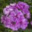 Set of 3 or 6 Large Plants - Geranium Sunflair Amethyst, Ready to Plant in Your Garden
