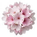 Saxifrage Ice Colours Appleblossom Plants (Set of 3 or 6)
