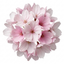 Set of 3 or 6 Saxifrage Ice Colours Appleblossom Plants, Hardy Alpine Rock Garden Perennial, Outdoor Garden Ready, 1 Litre Root-Ball