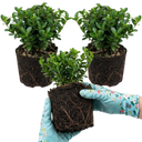 Euonymus Microphyllus Hardy Evergreen Shrub Plants (Set of 3 or 6)