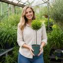 3L Bay Tree 60-70cm, Culinary Evergreen, Nursery Pots