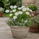 Cosmos Apollo White Plant (5L Pot)