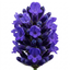 1 Lavender Hidcote Blue Plant, Fragrant Hardy Perennial Lavender Bush, Garden Ready, 5 Litre Root Ball