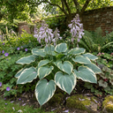 Hosta Tears from Heaven, 3 Litre Pots, Garden Ready