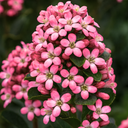 Escallonia ‘Pink Elle’ Plant