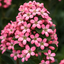 Escallonia Pink Elle