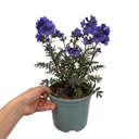 Polemonium Bressingham Purple Plant (3L Pot)