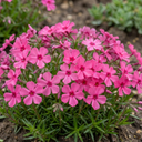 Phlox ‘Fabulous Rose’ Plants (Set of 3 or 6)