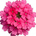 Verbena Trailing Magelana Hot Rose Plants (Set of 3 or 6)