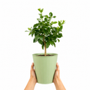 5Ltr Meyer Lemon Citrus Tree, Nursery Pots, Fruiting