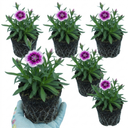 Dianthus Oscar Purple Star Plants (Set of 3 or 6)