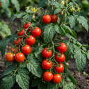 Tomato Losetto Variety Plants (Set of 3 or 6)
