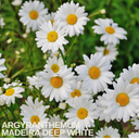 Argyranthemum Madeira White Plants (Set of 3 or 6)