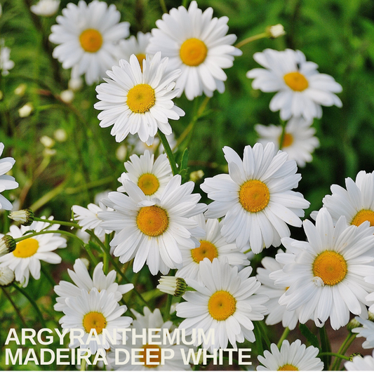 Mass of white marguerite daisies with yellow centres above fine green foliage, caption text overlaid
