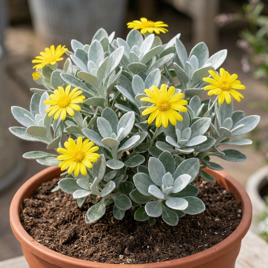 Senecio 'Sunshine' (Brachyglottis, Daisy Bush) – Evergreen Shrub (2L Pot)