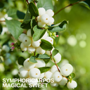 Symphoricarpos Magical Galaxy Plant (3L Pot)