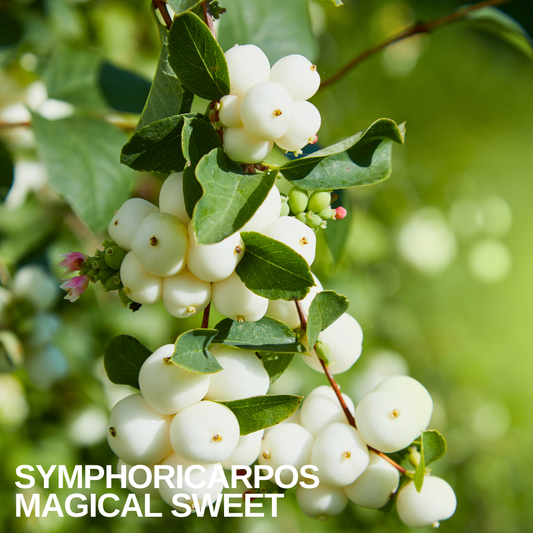 Arching stems of snowberry hung with round white berries among oval green leaves