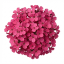 Arabis Aubris Deep Rose Plants (Set of 3 or 6)