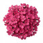 Set of 3 or 6 Large Plants - Arabis Aubris Deep Rose, Ready to Plant in Your Garden, 1L
