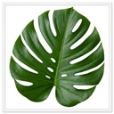 Monstera Deliciosa Cheese Plants