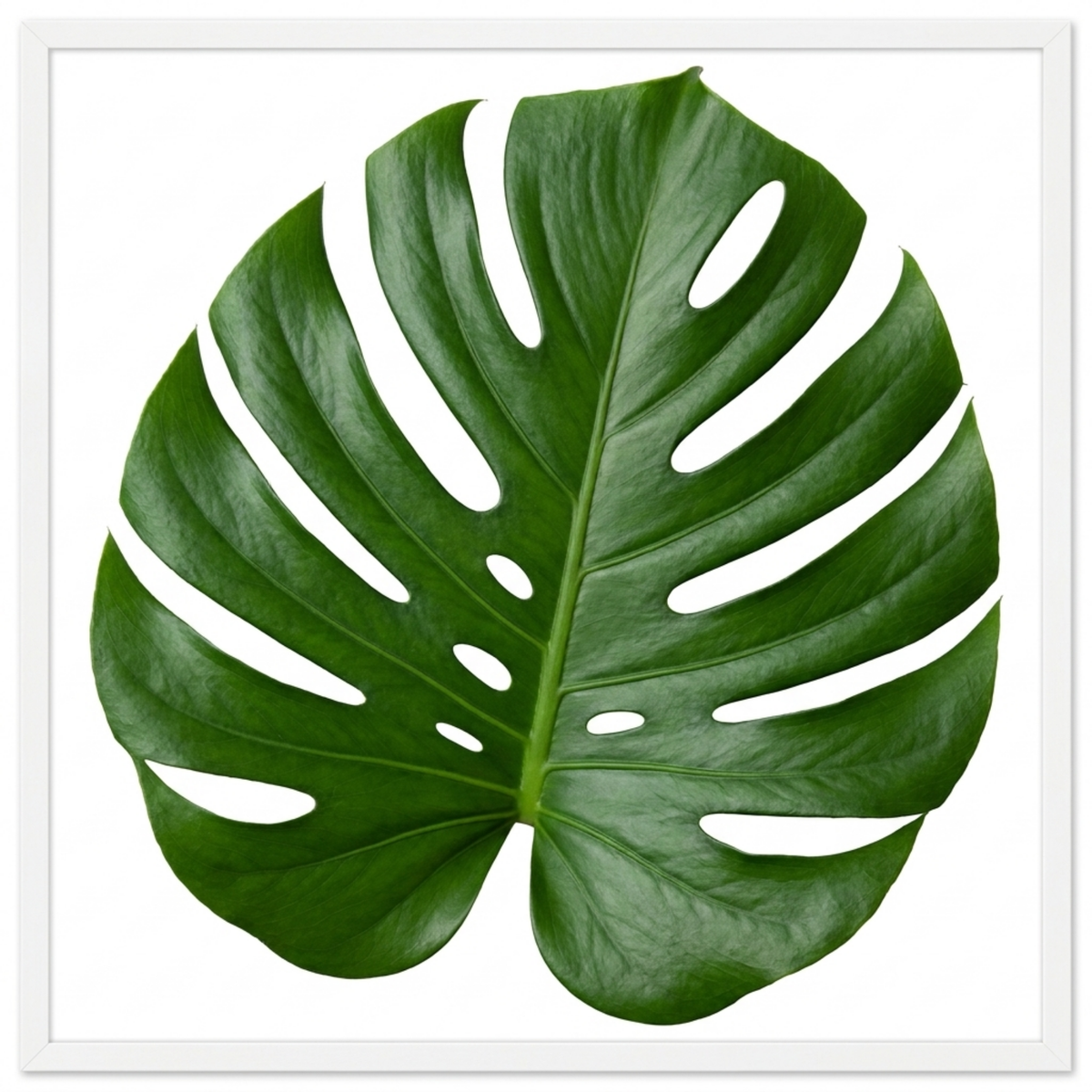 Monstera deliciosa (Swiss Cheese Plant) – Architectural Houseplant (5L Pot)