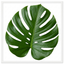 1 Monstera Deliciosa Cheese Plant, Swiss Cheese Plant, Tropical Indoor Houseplant, 5Ltr Root Ball