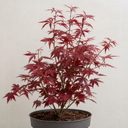 3 Litre Red Acer Tree, Japanese Maple Plant, Nursery Pots