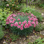 1 Cottage Pinks Dianthus Sugar Raspberry Plant, Hardy Summer Flowering Perennial, 17cm Root-Ball
