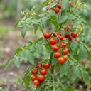 Tomato Gardeners Delight Variety Plants (Set of 3 or 6)