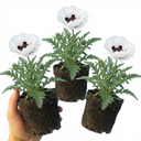 Papaver Orientale Royal Wedding Poppy Plants (Set of 3 or 6)