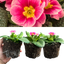 Primrose Appleblossom