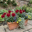 Verbena Trailing Deep Red Plants (Set of 3 or 6)