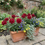 Set of 3 or 6 Verbena Trailing Deep Red Plants, Summer Flowering Bedding, Hanging Basket & Outdoor Garden Ready, 10.5cm Root Ball