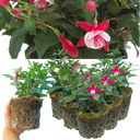 Fuchsia Diva Red & White Plants (Set of 3 or 6)
