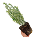 Euonymus White Spire Plant (2L Pot)