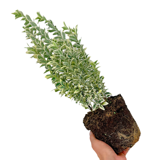 Euonymus 'White Spire' – Upright Evergreen Shrub (2L Pot)