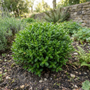 Hebe Emerald Gem Plants