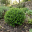 1 Hebe Emerald Gem Hardy Perennial Plant, Compact Evergreen Flowering Shrub, 2 Litre Root Ball