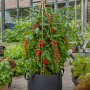 Gardeners Delight Cherry Tomato Plants